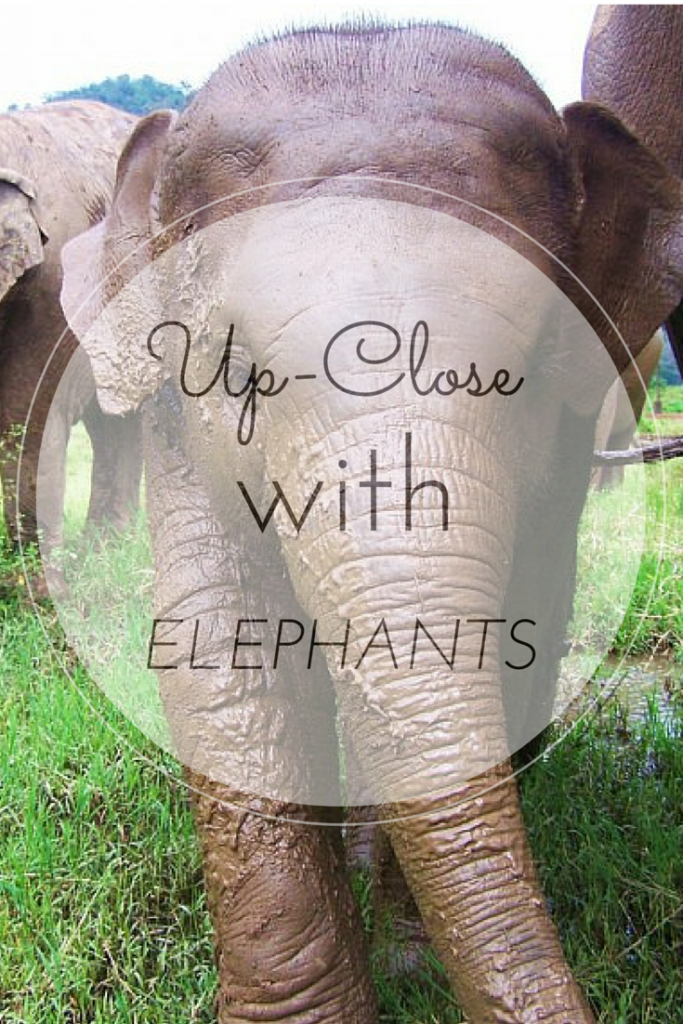 Up-close with a herd of elephants at Elephant Nature Park: photo and story from dtravelsround.com